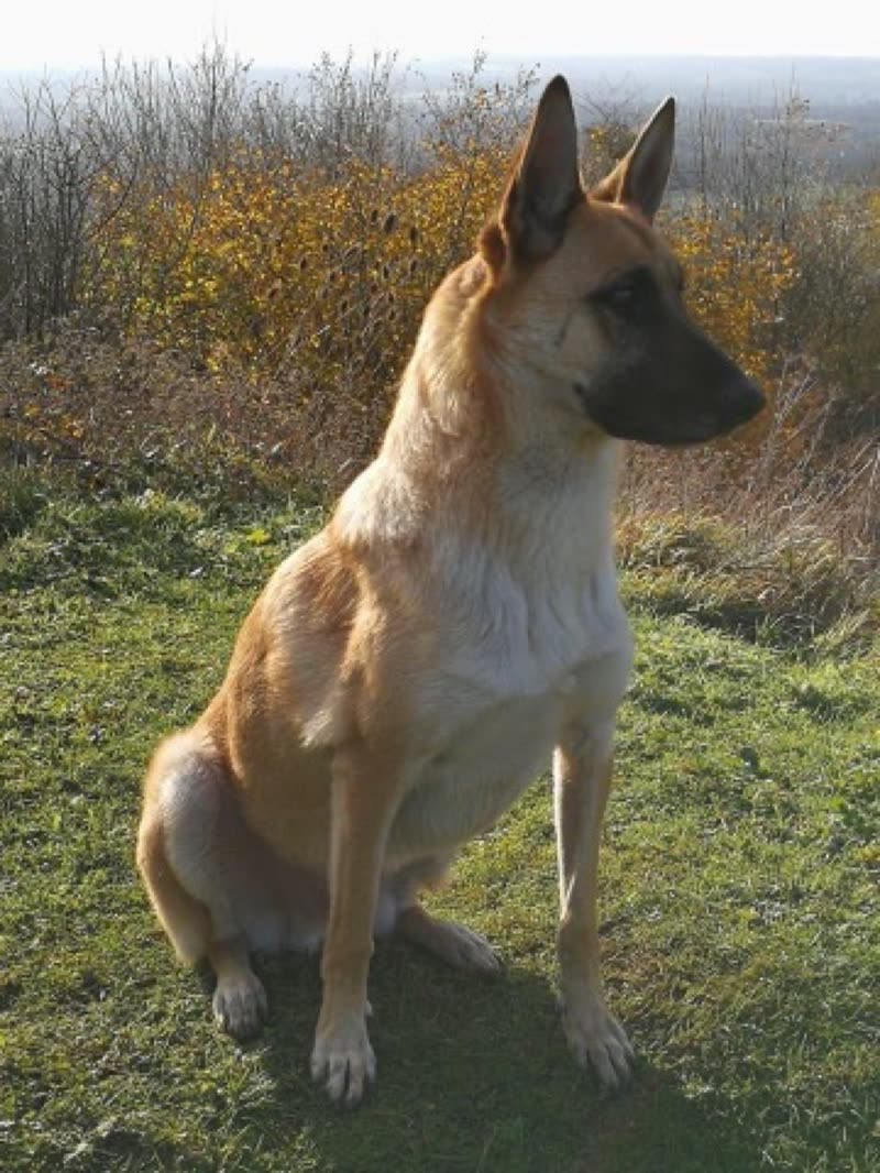 A German Shepherd sitting on a grassy hillside in bright daylight