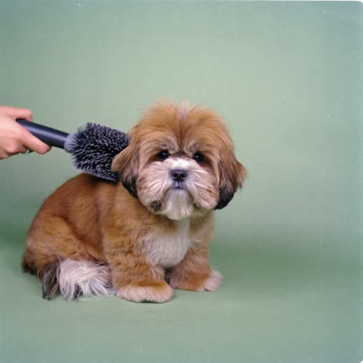 A small dog being brushed during a grooming session