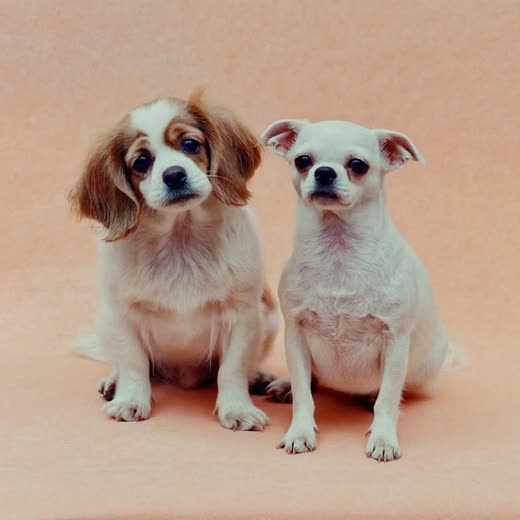 Two small dogs together at day care