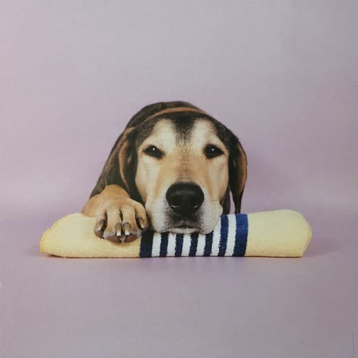 A freshly trimmed paw resting on a towel