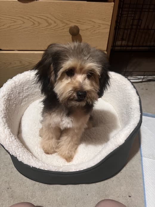 A small shaggy black and tan puppy settled in a fleece-lined dog bed indoors